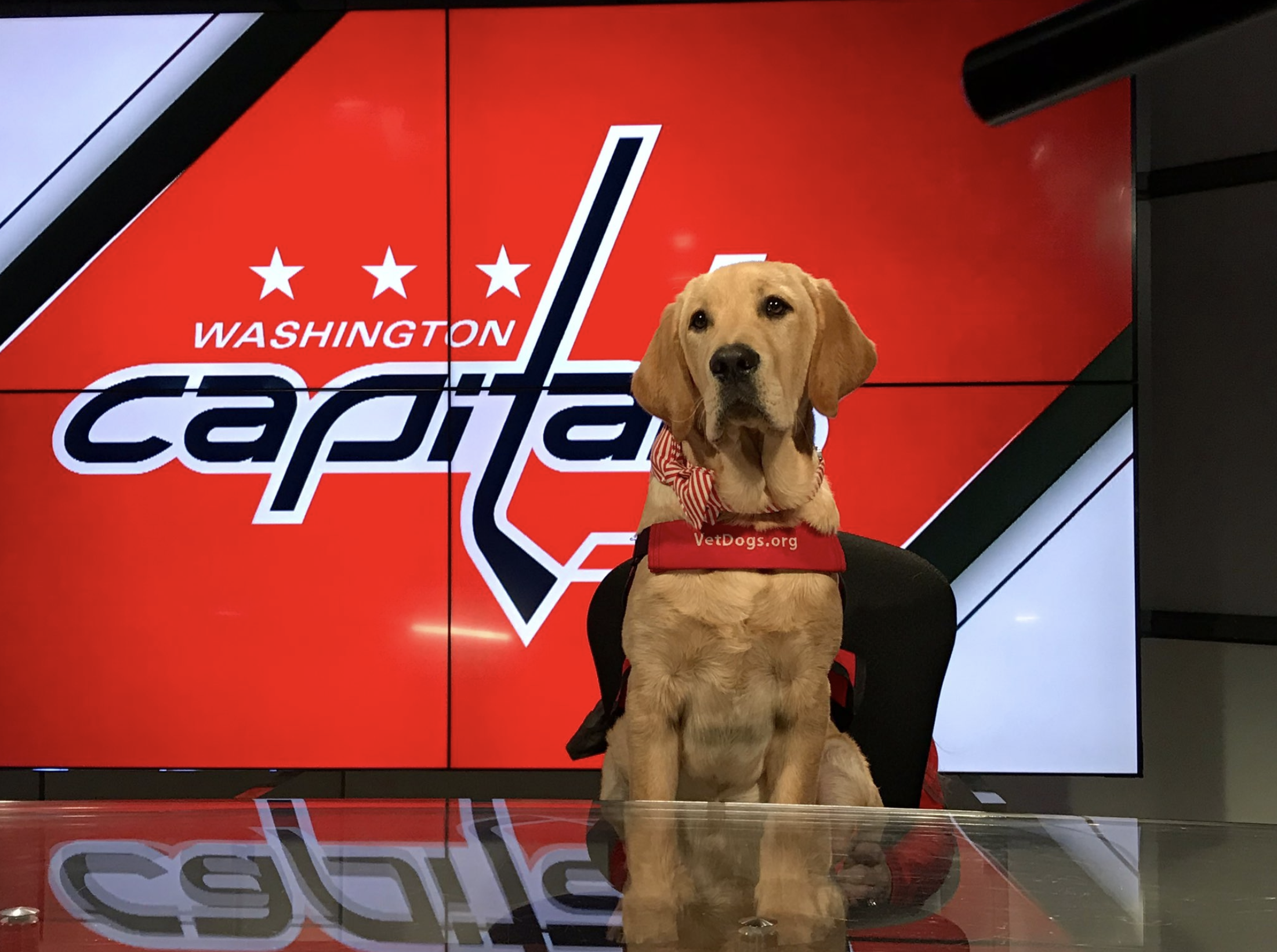 Dog Days At Practice: Team Pup Captain Joins Capitals at MedStar Capitals  Iceplex